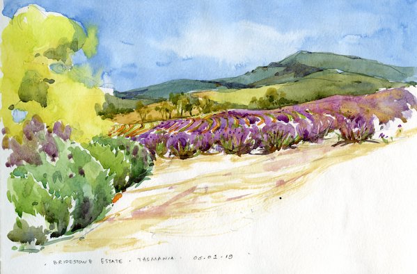 Bridestowe Lavender Farm